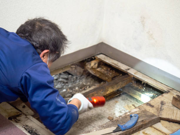 Best Black Mold Removal  in Wendover, UT