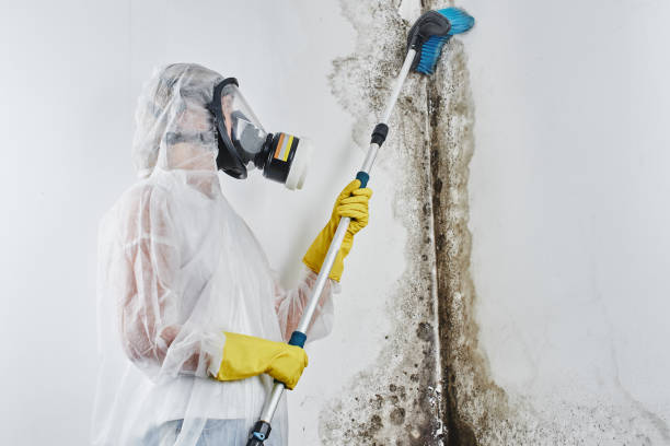 Home Mold Removal in Wendover, UT