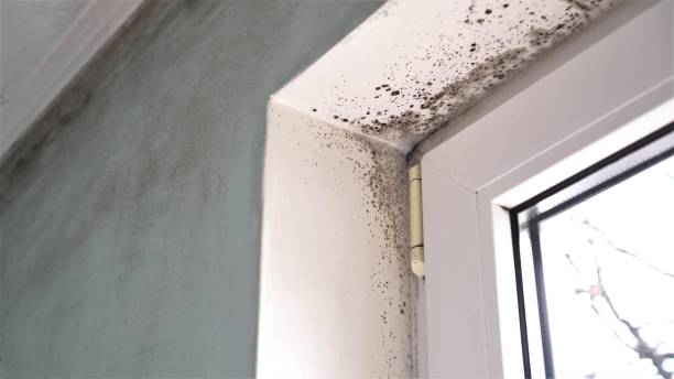 Reliable Wendover, UT Mold Removal Solutions