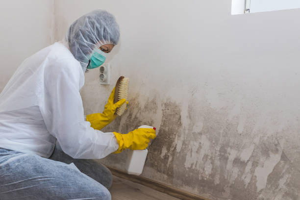 Best Mold Remediation  in Wendover, UT