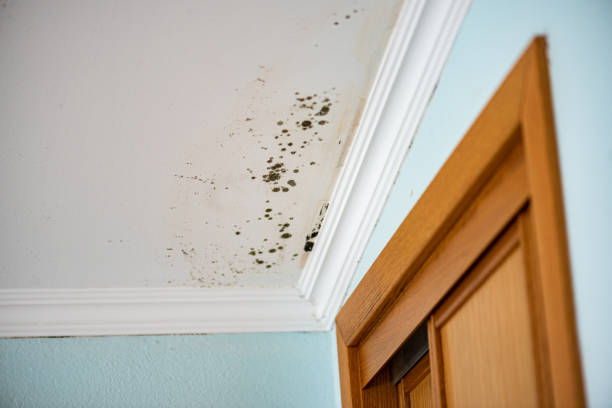 Best Local Mold Removal Service  in Wendover, UT