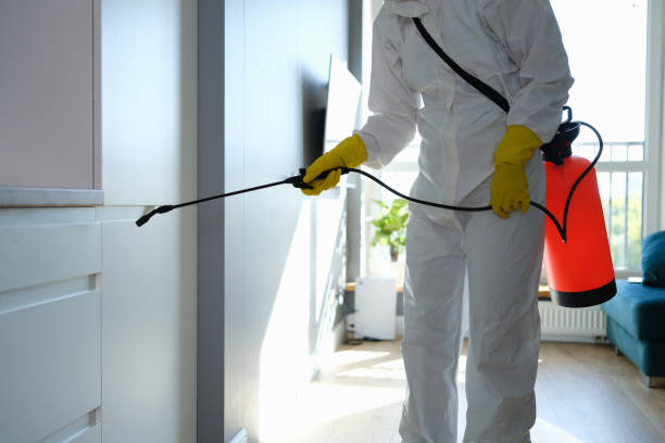 Best Attic Mold Removal  in Wendover, UT