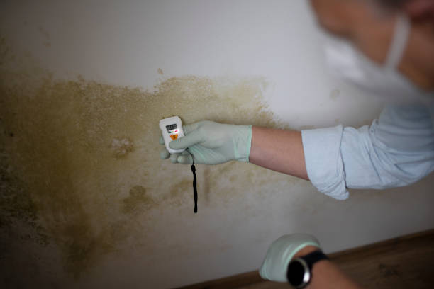 Best Affordable Mold Removal  in Wendover, UT