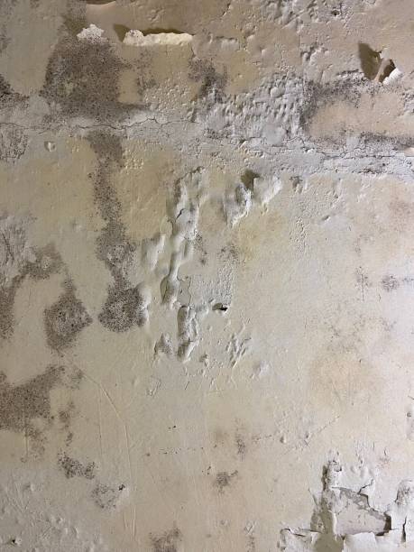Best Mold Damage Repair  in Wendover, UT