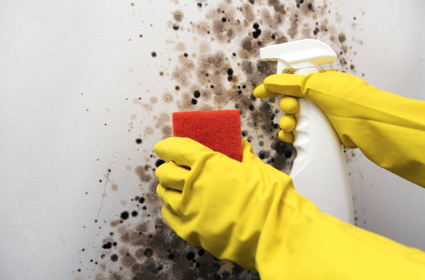 Crawl Space Mold Removal in Wendover, UT