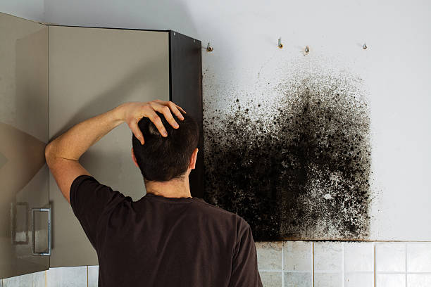 Best Same-Day Mold Removal  in Wendover, UT